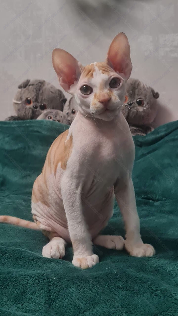 Don Sphynx kitten name "Lux"