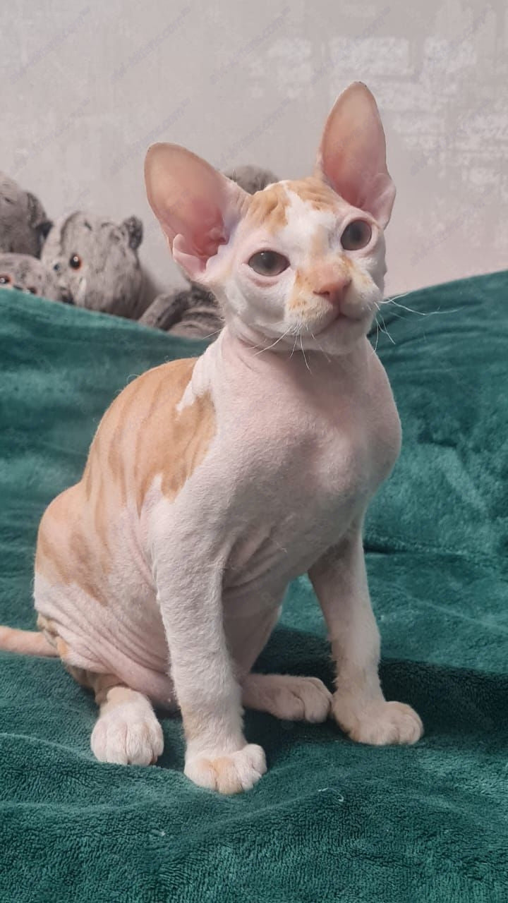 Don Sphynx kitten name "Lux"