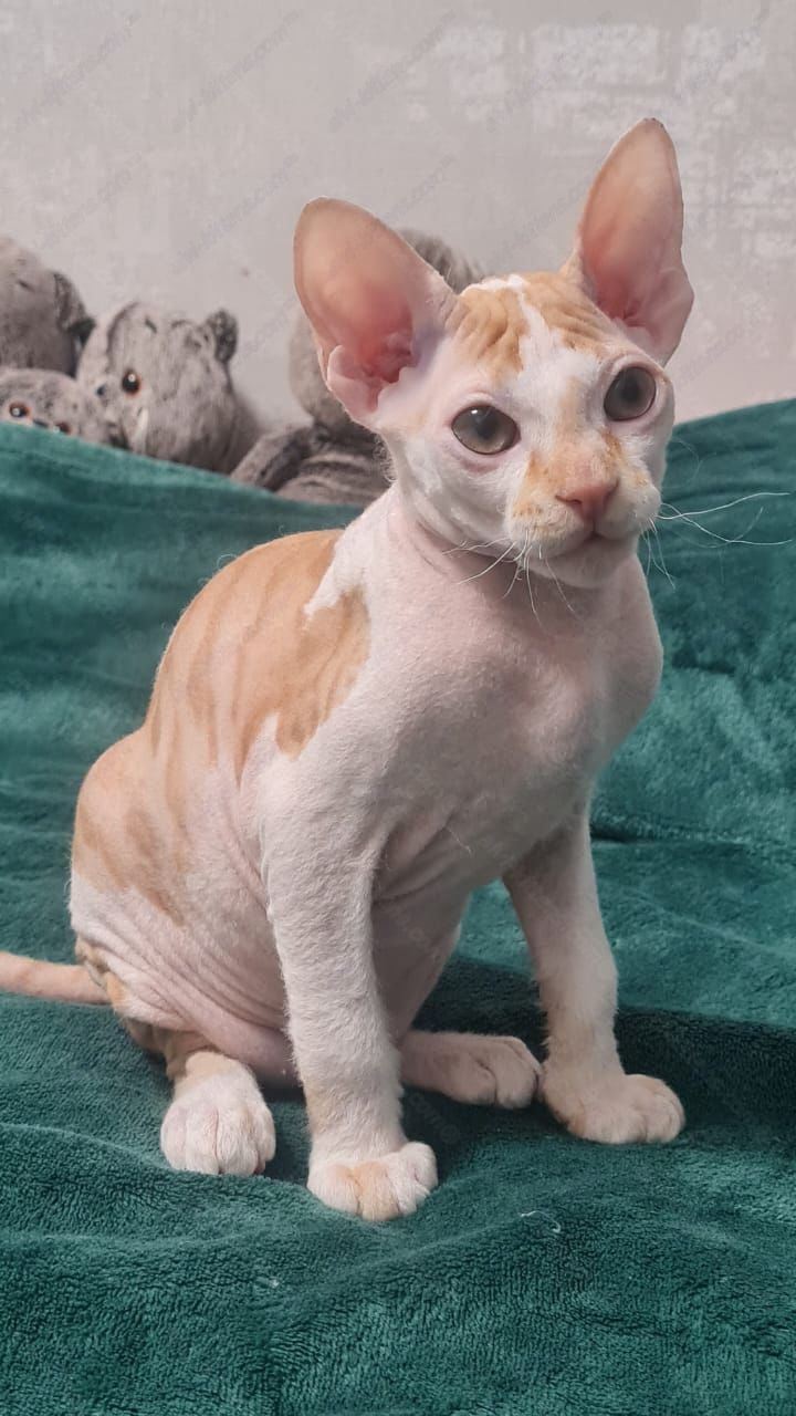 Don Sphynx kitten name "Lux"