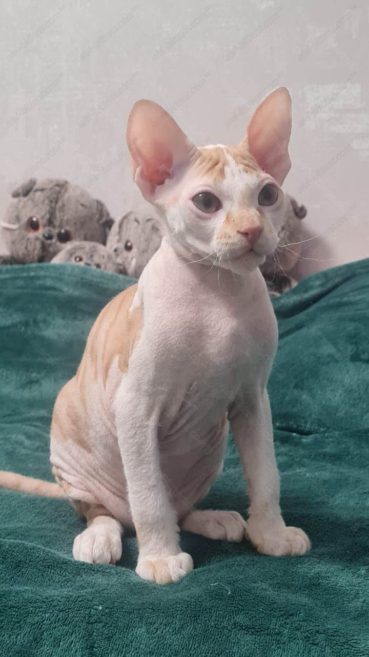 Don Sphynx kitten name "Lux"