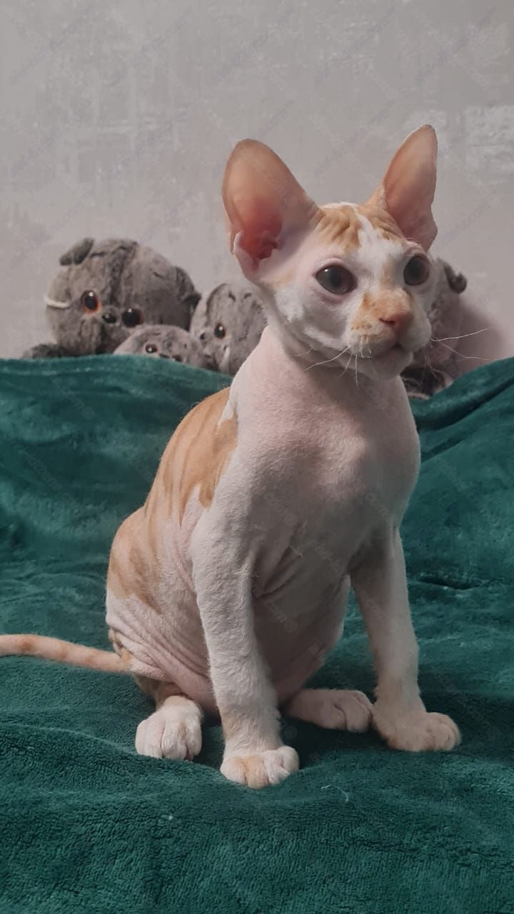 Don Sphynx kitten name "Lux"