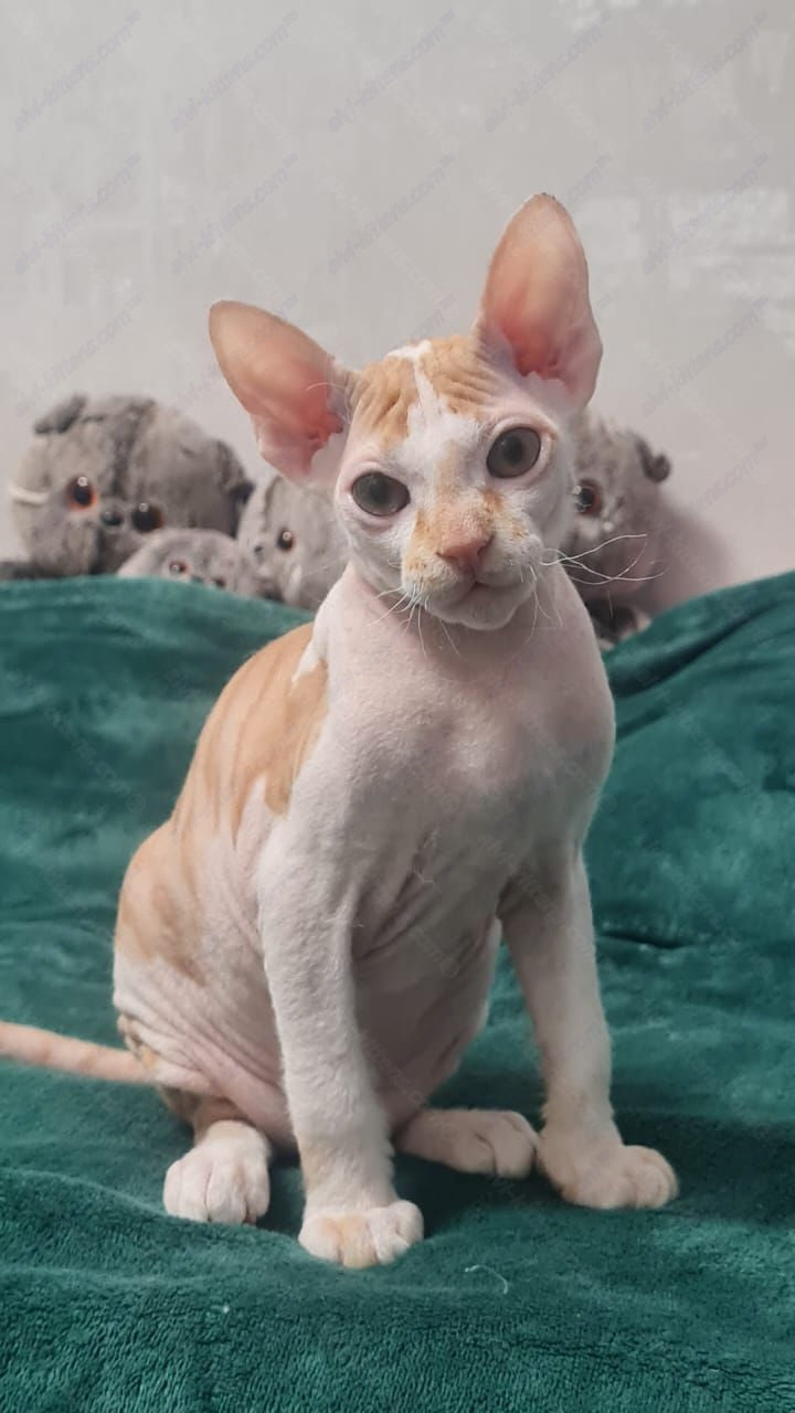 Don Sphynx kitten name "Lux"