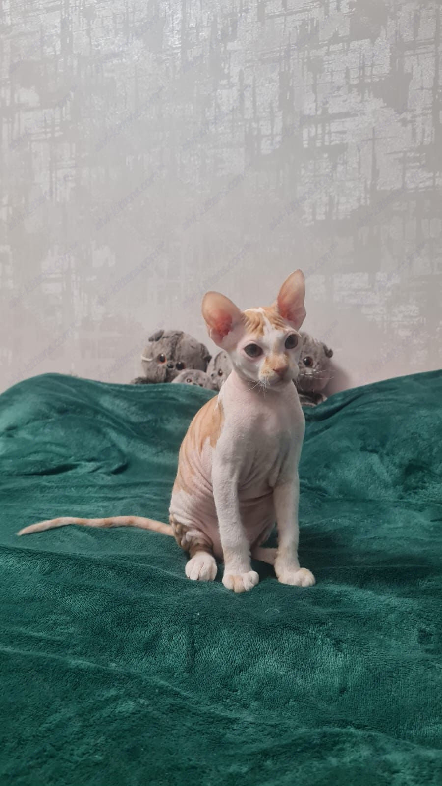 Don Sphynx kitten name "Lux"