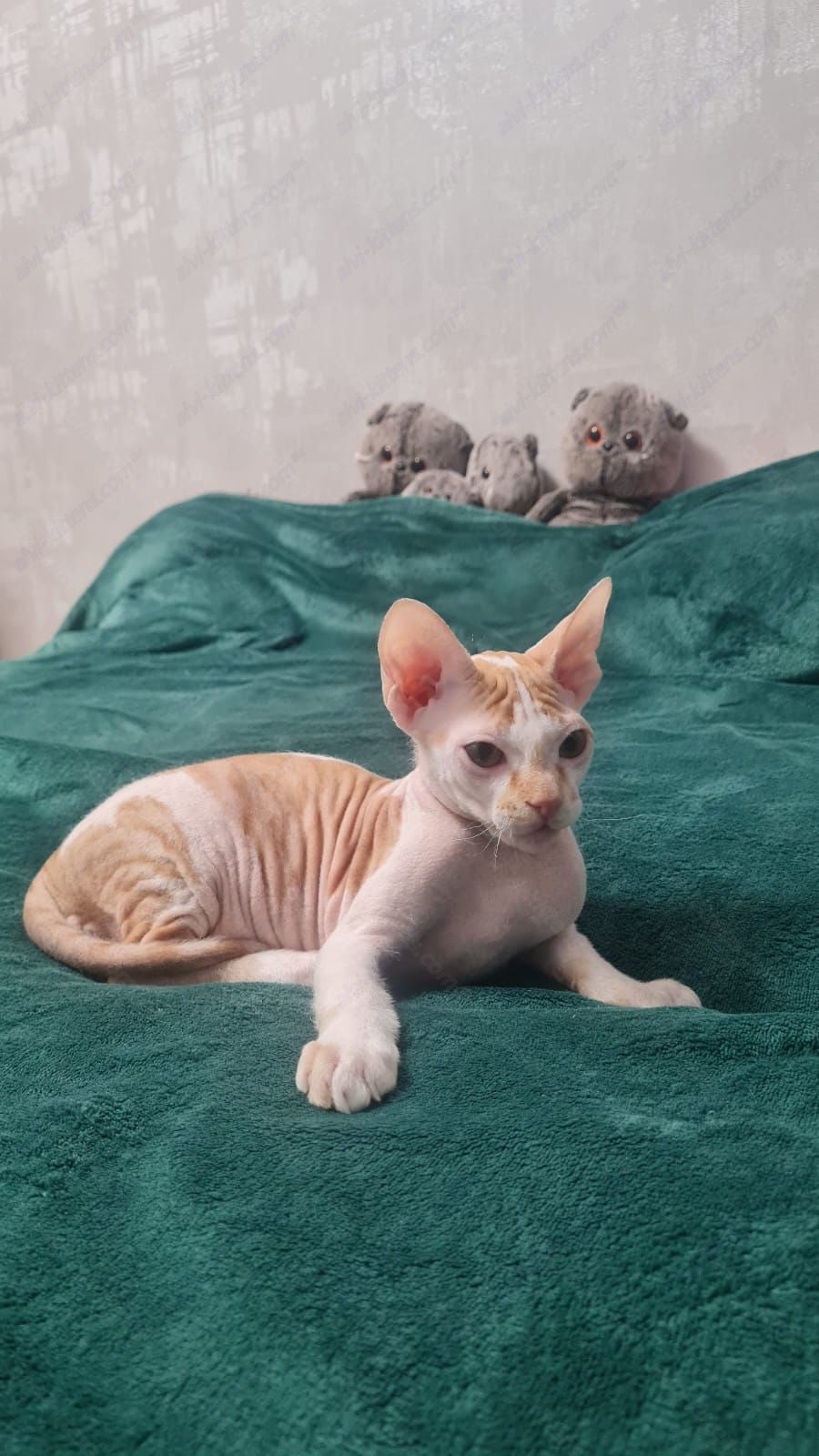 Don Sphynx kitten name "Lux"