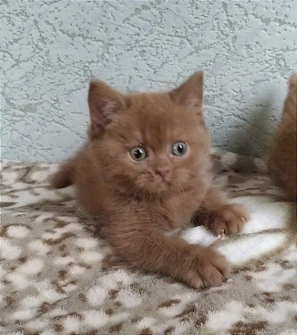 British Shorthair kitten name "Udacha"
