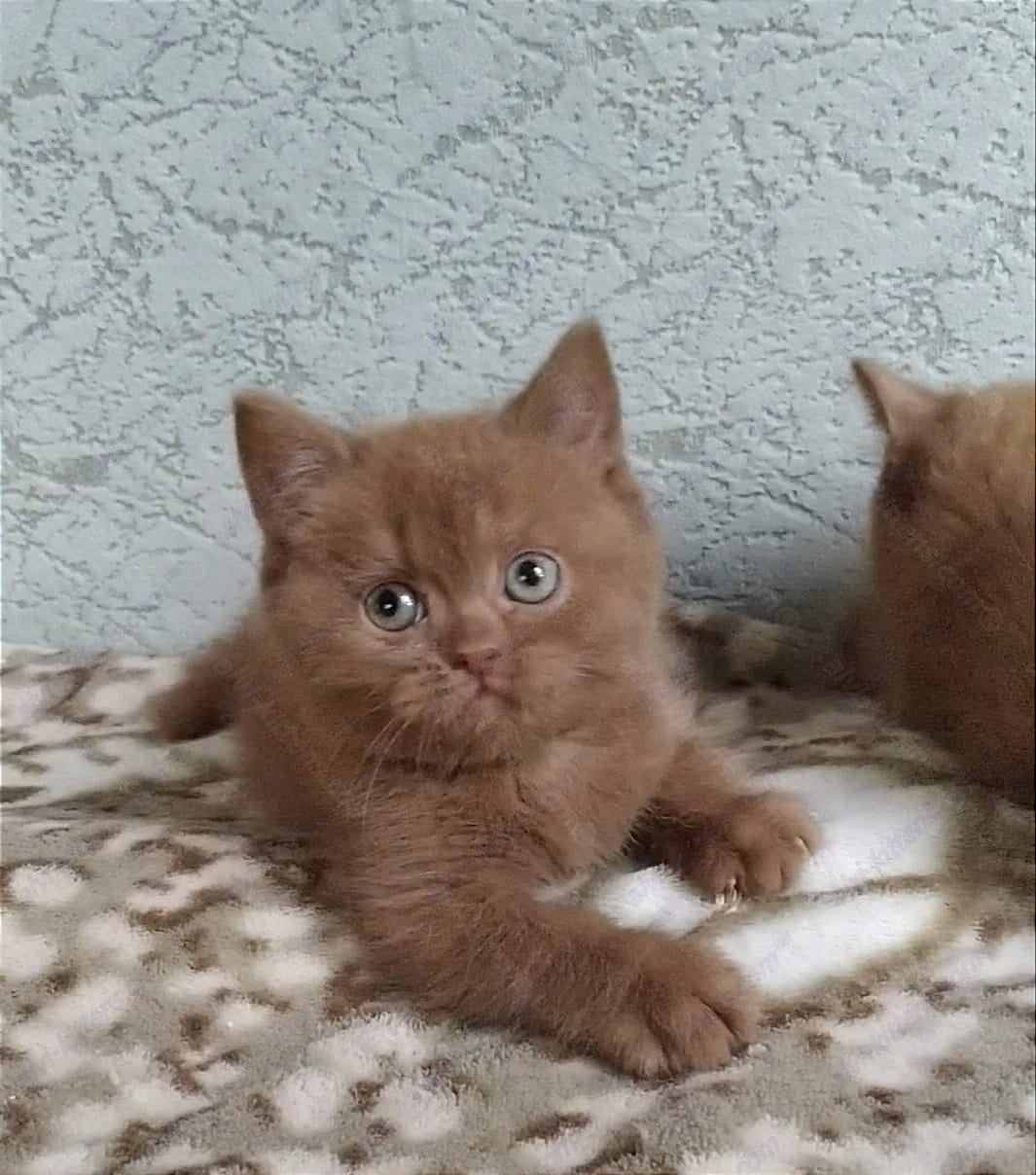 British Shorthair kitten name "Udacha"