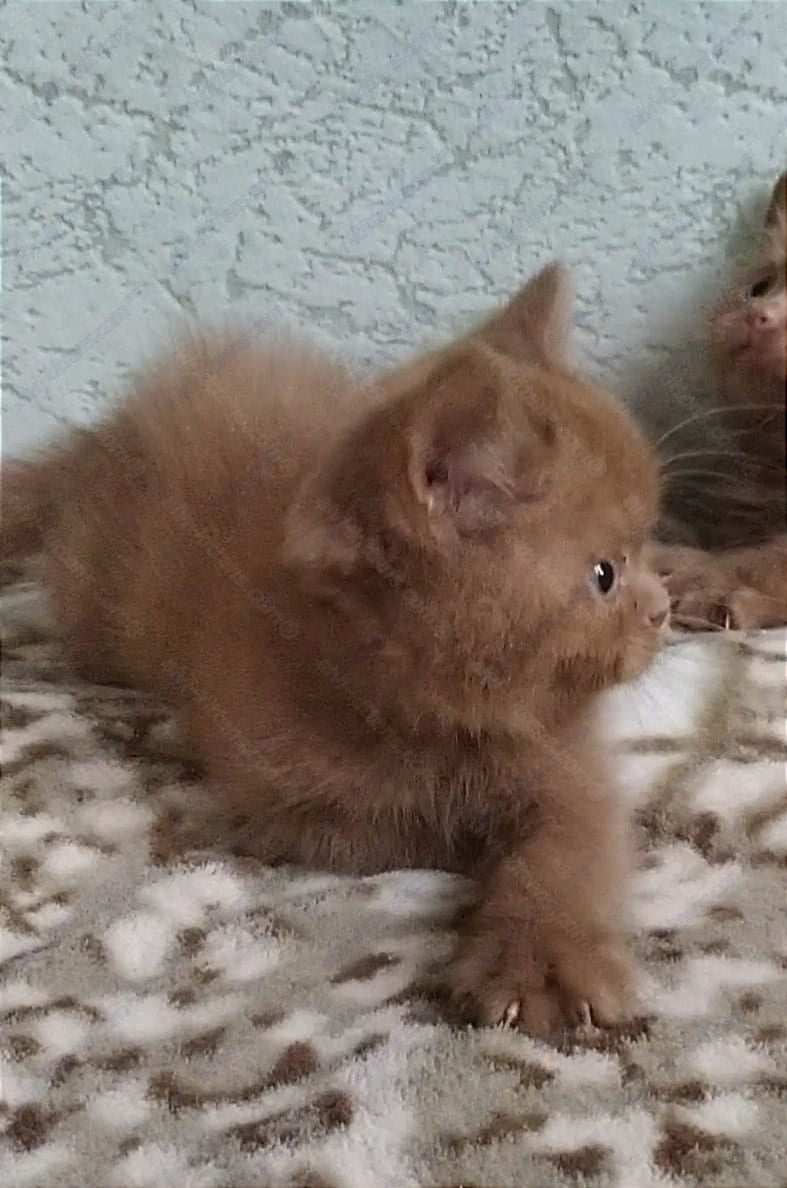British Shorthair kitten name "Udacha"
