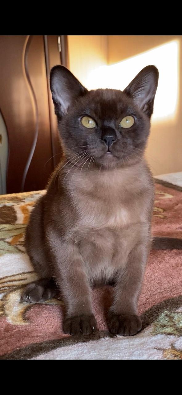 Burmese Kitten Name "Osman"
