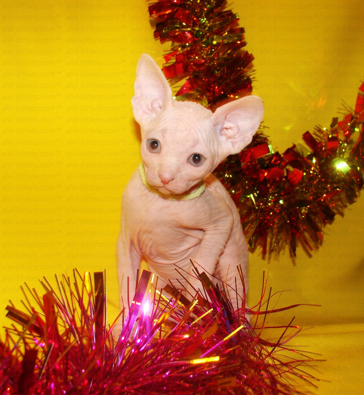 Canadian Sphynx "CSf-001"