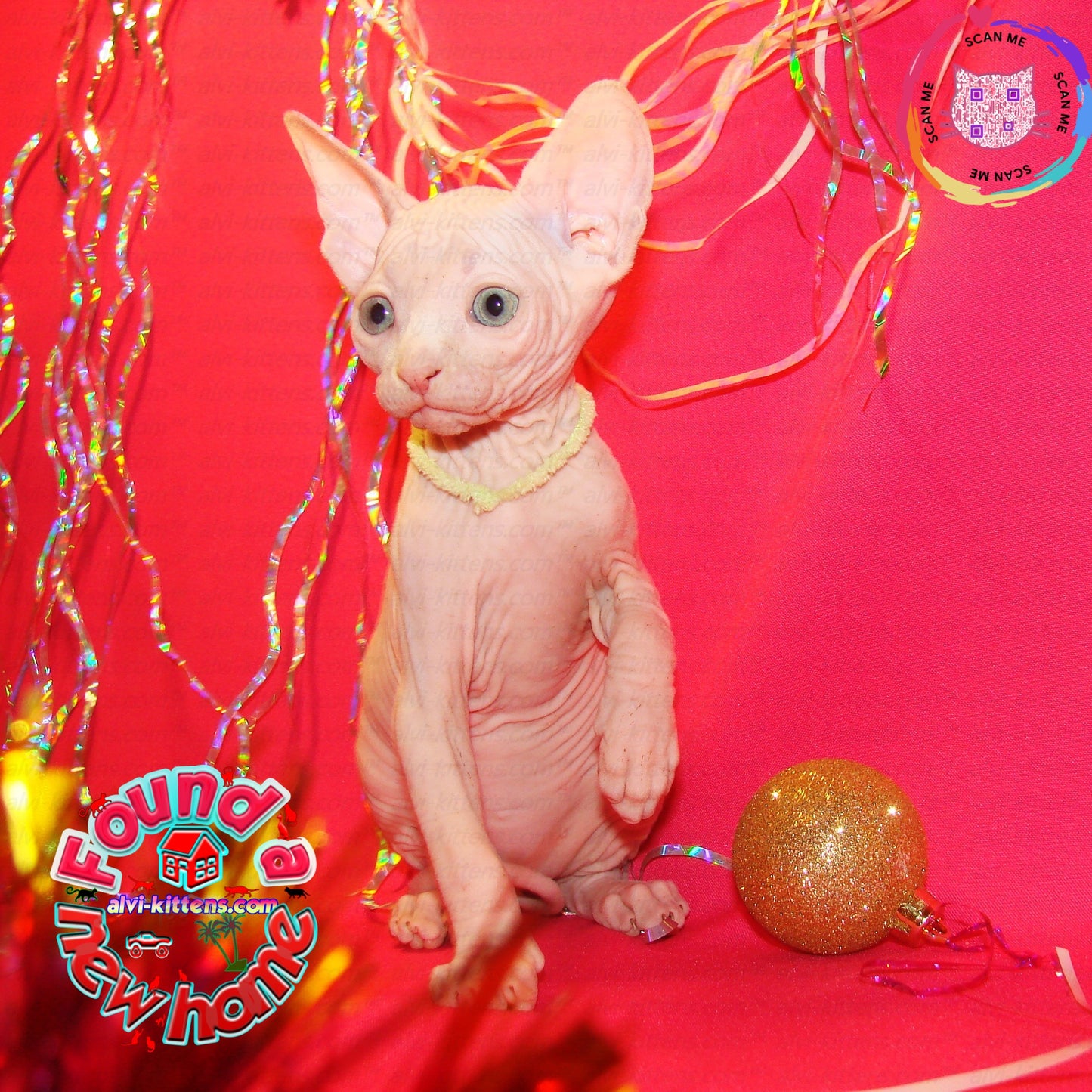canadian sphynx cat price