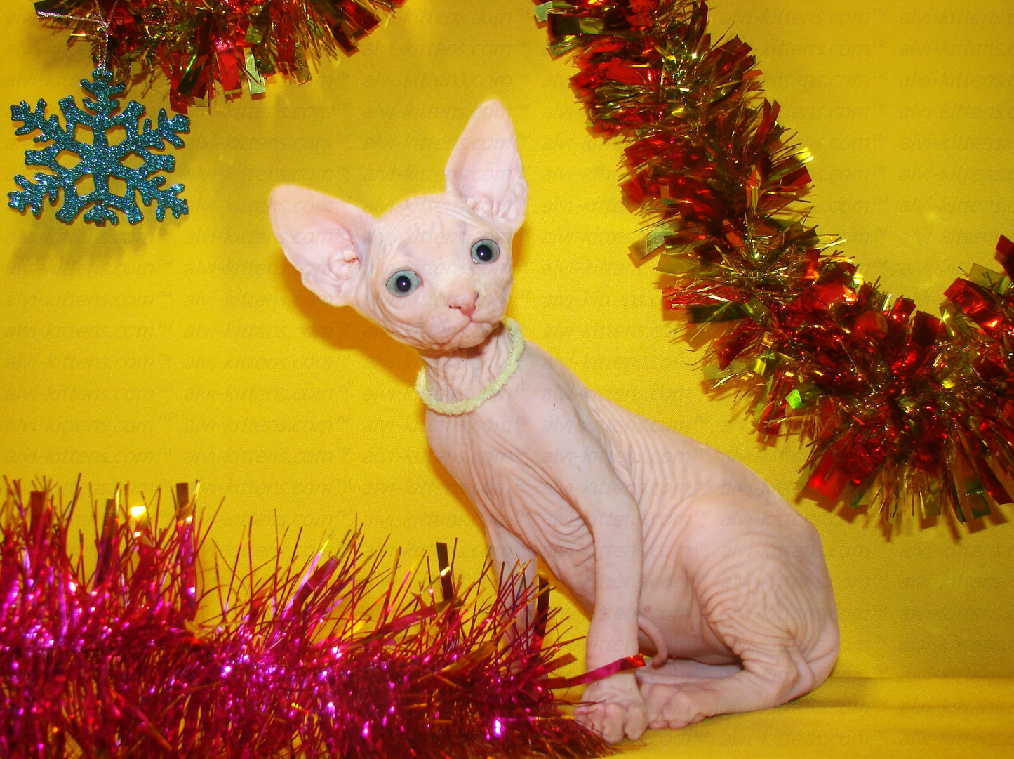 Canadian Sphynx "CSf-001"