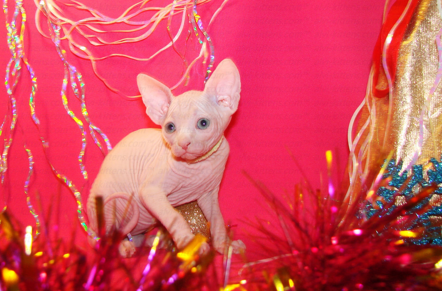 Canadian Sphynx "CSf-001"