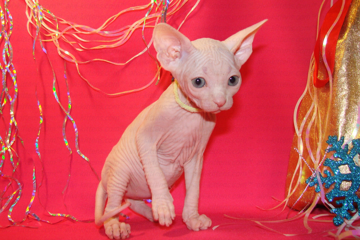 Canadian Sphynx "CSf-001"