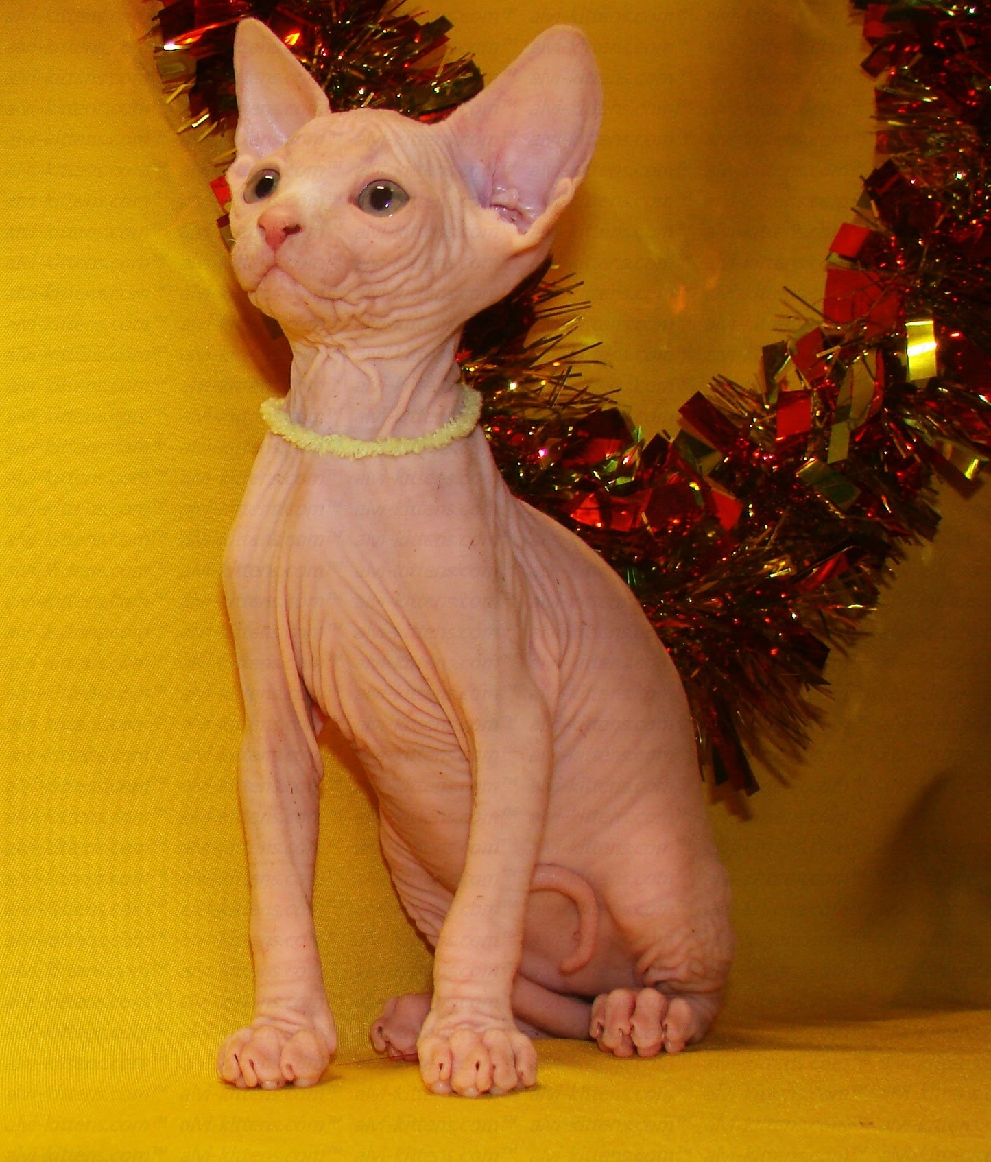 Canadian Sphynx "CSf-001"