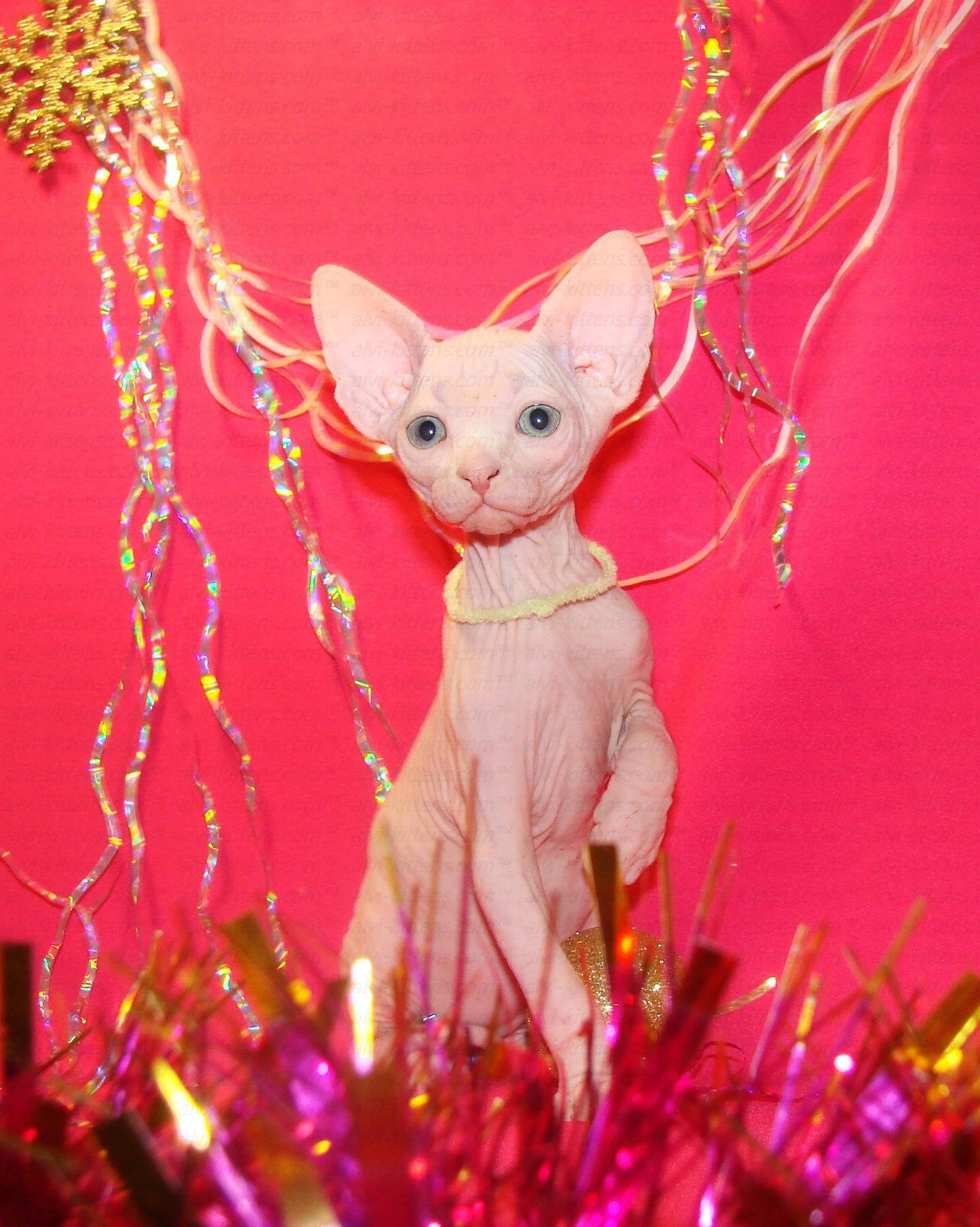 canadian sphynx breeder
