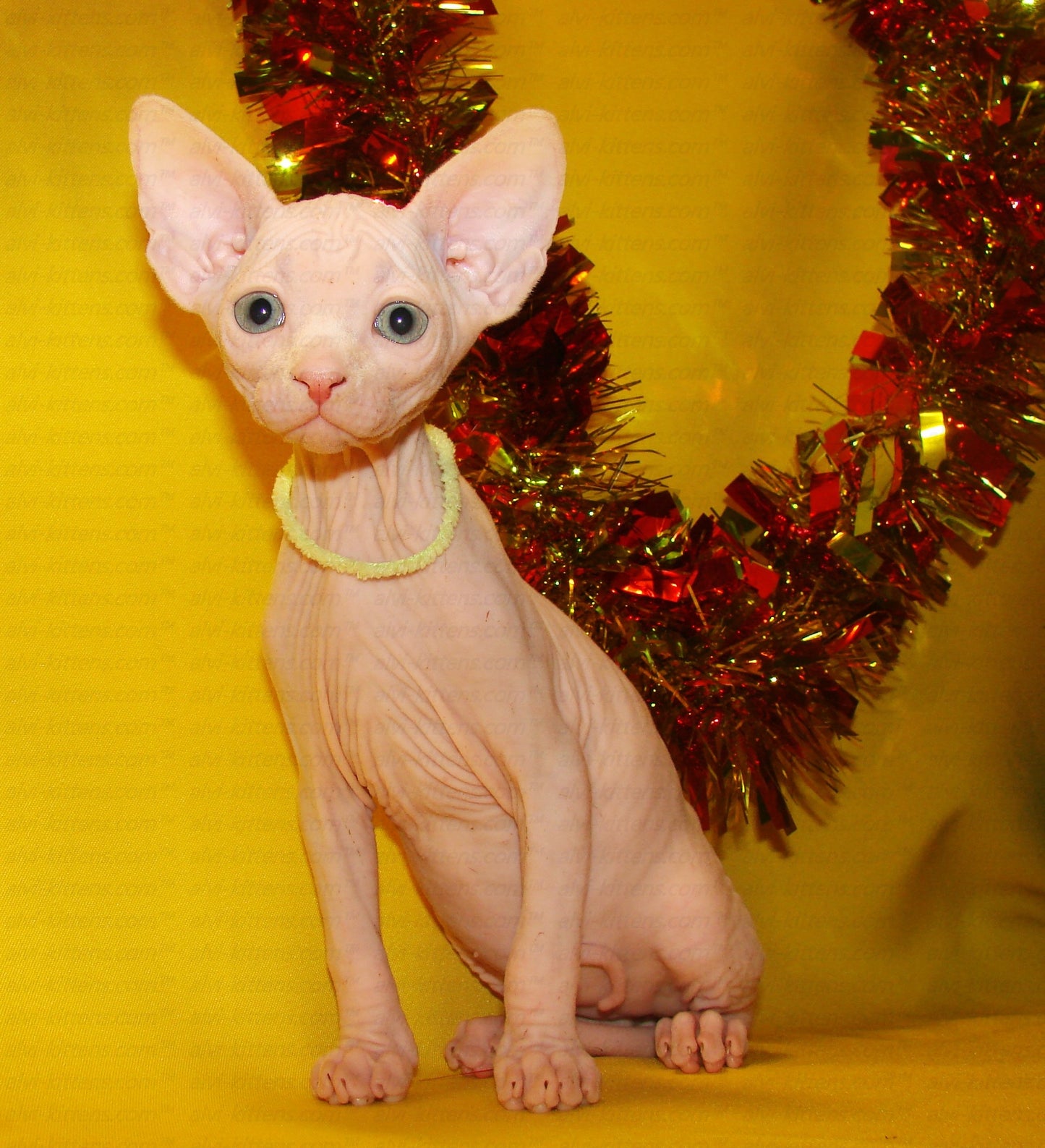 Canadian Sphynx "CSf-001"
