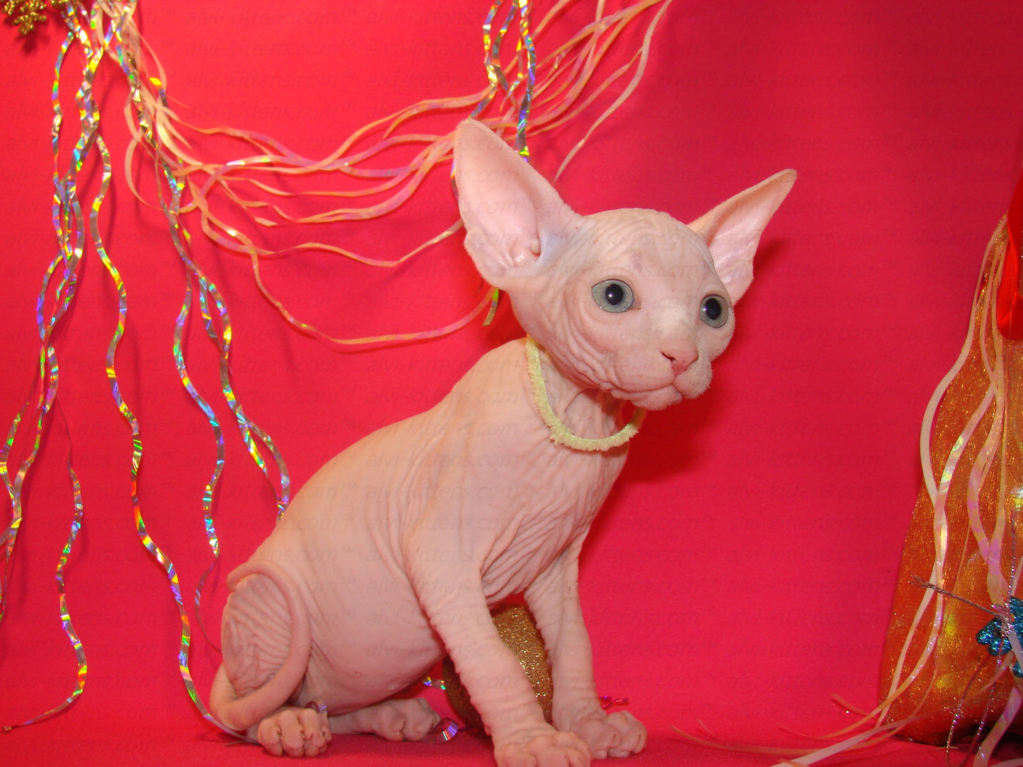 Canadian Sphynx "CSf-001"