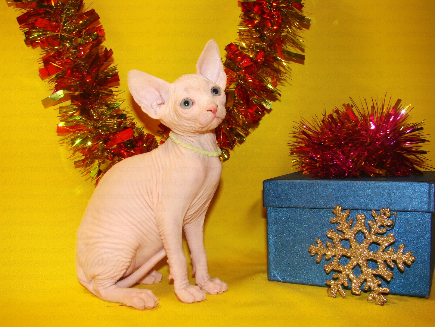 Canadian Sphynx "CSf-001"