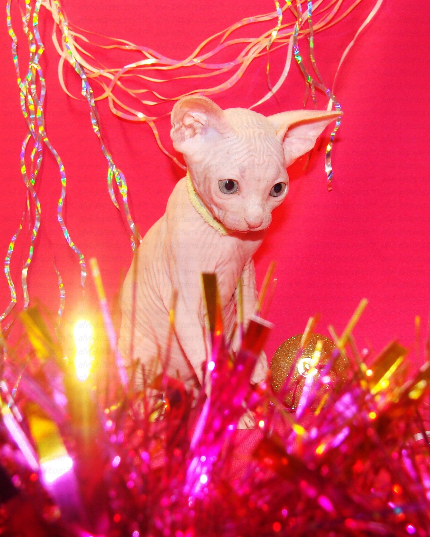 Canadian Sphynx "CSf-001"