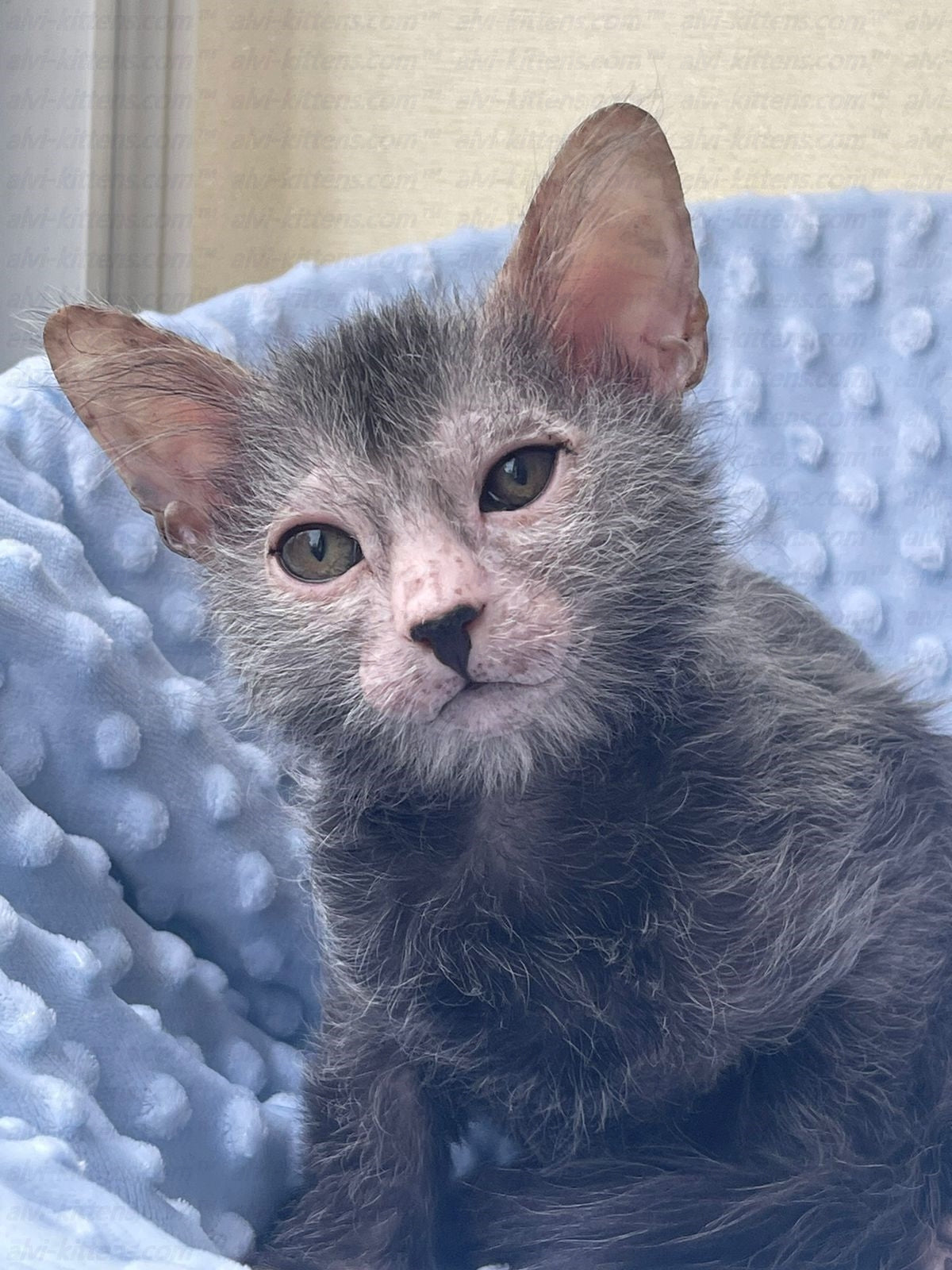 Lykoi "Lm-001j"