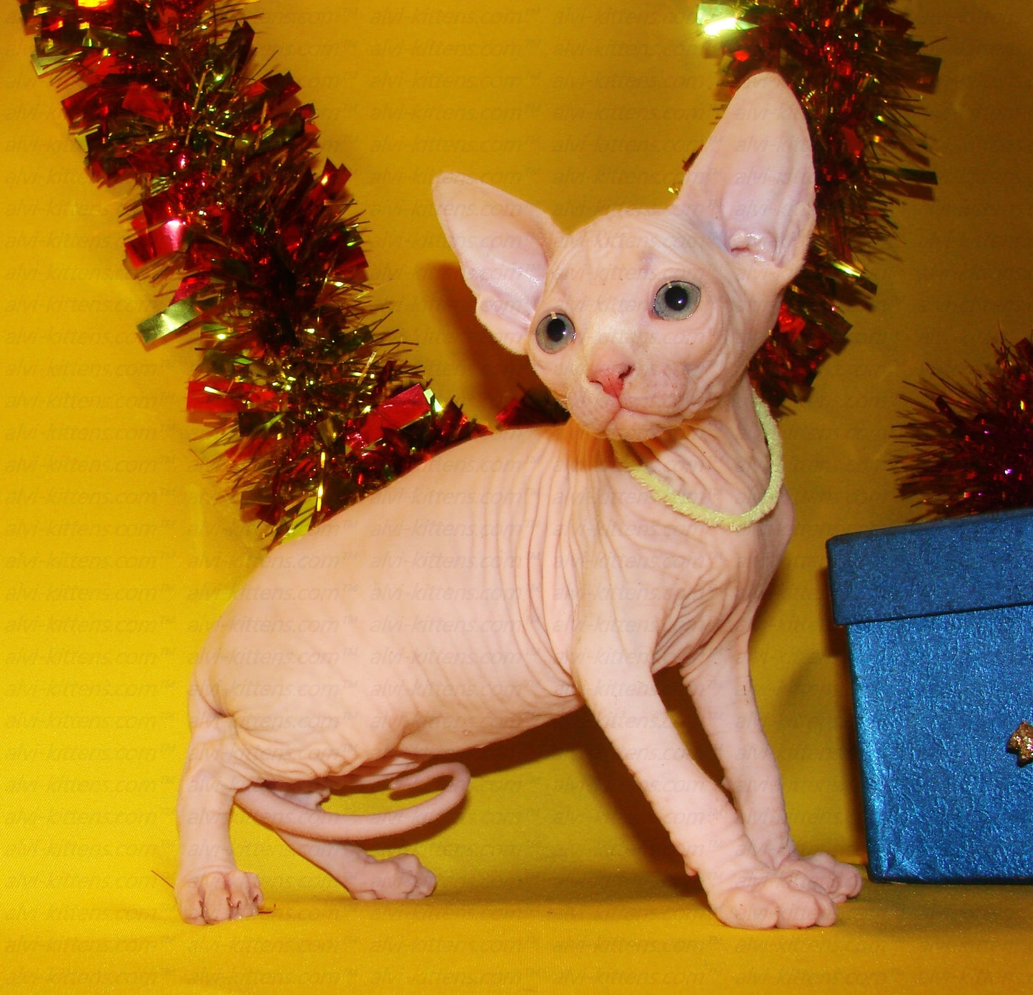 Canadian Sphynx "CSf-001"