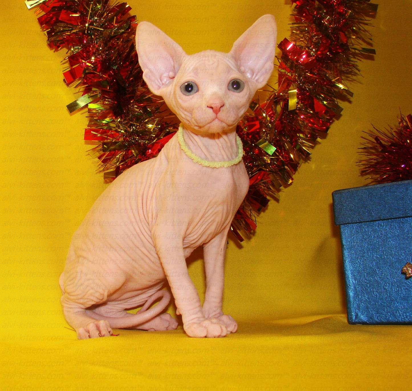 Canadian Sphynx "CSf-001"