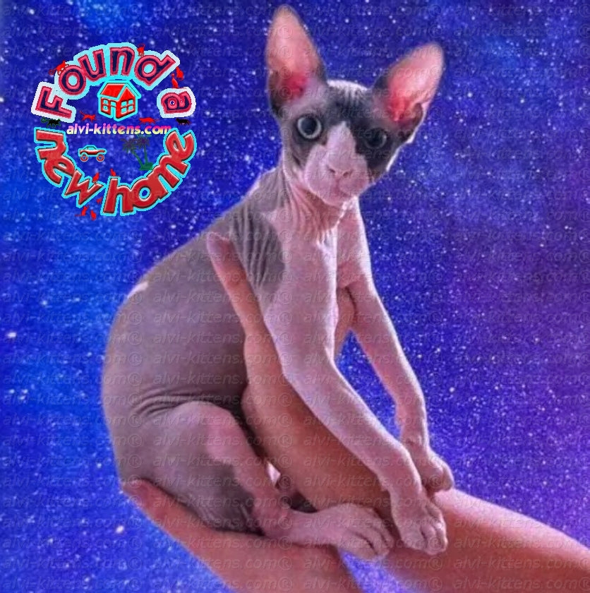 Canadian Sphynx "zB000"
