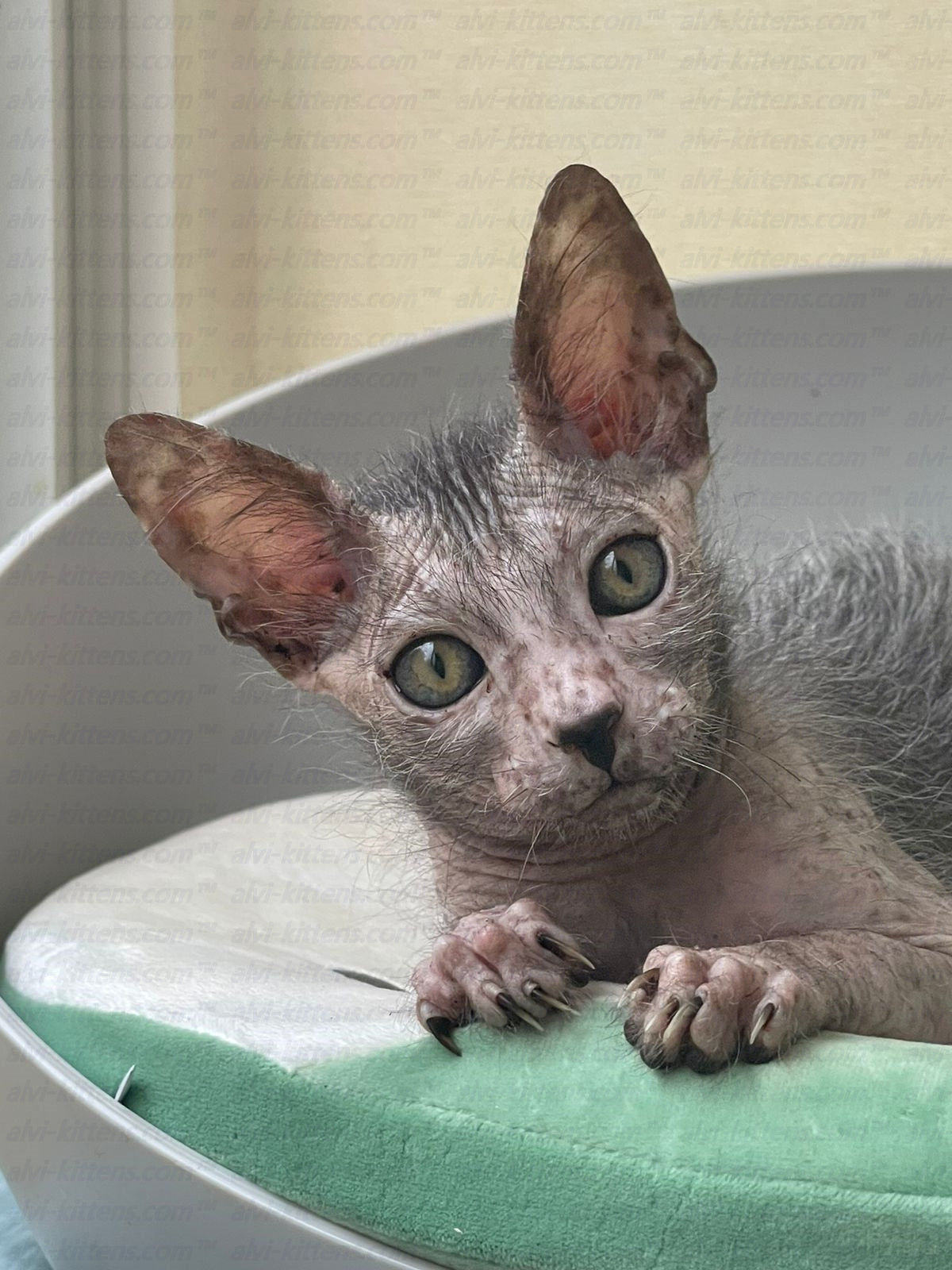 Lykoi "Lm-003z"