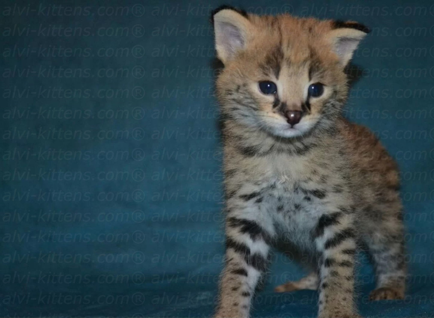savannah cat price
