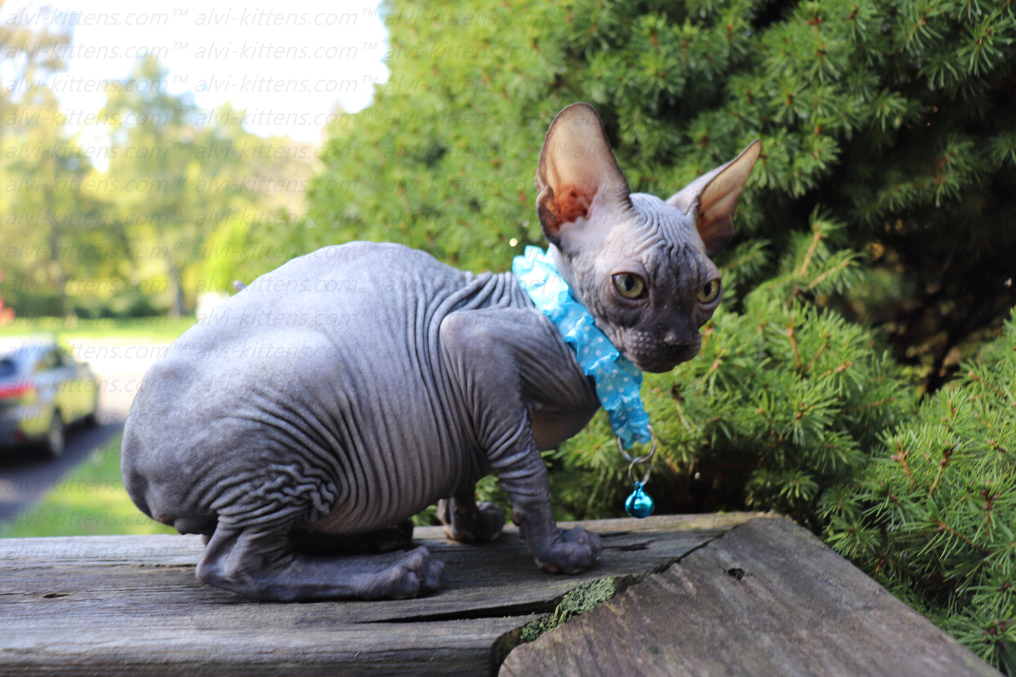 Canadian Sphynx "Baron"