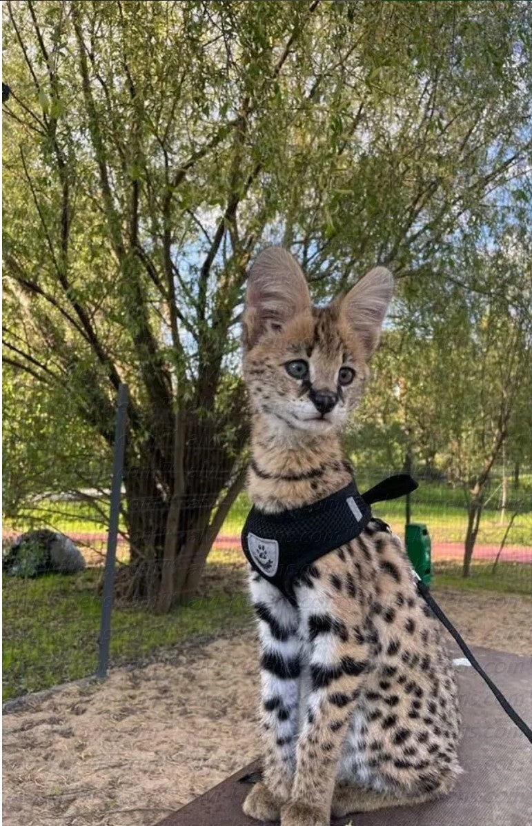 savannah kitten buy
