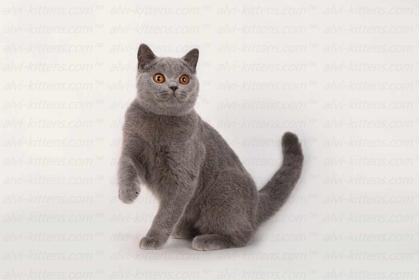 British shorthair "Qwenti"