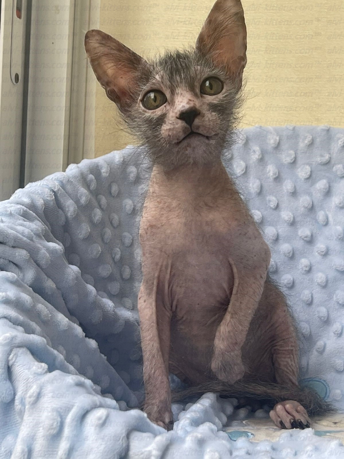 Lykoi "Lm-002g"