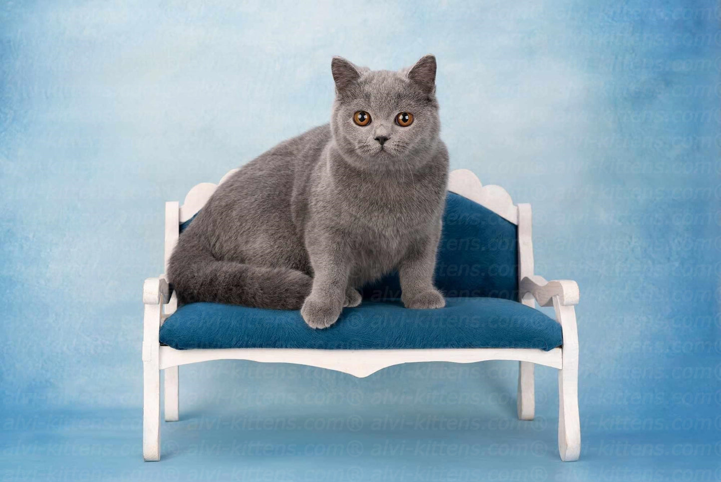 British shorthair "Qwelle"