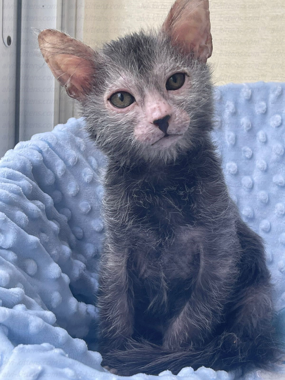 Lykoi "Lm-001j"