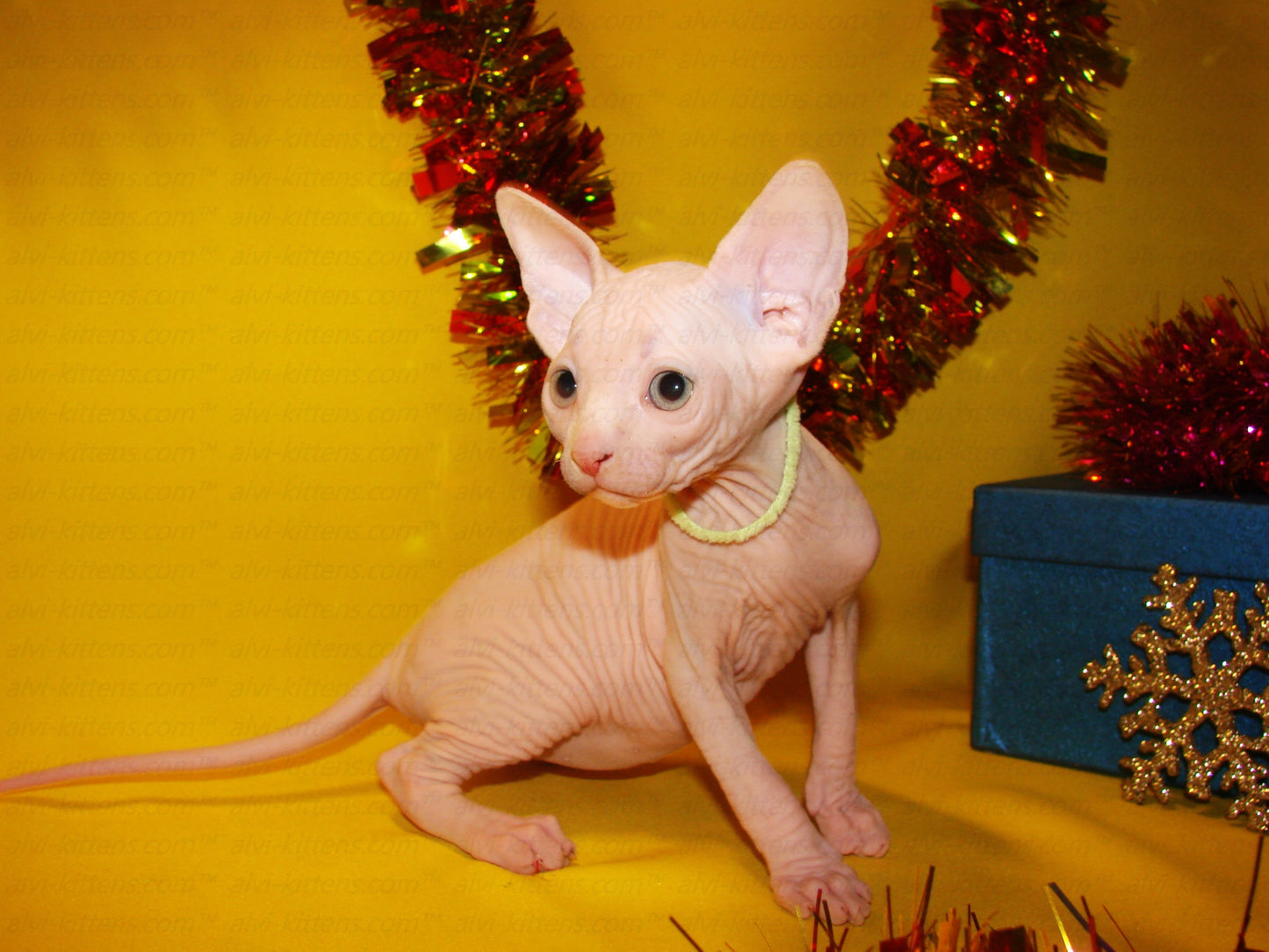 Canadian Sphynx "CSf-001"