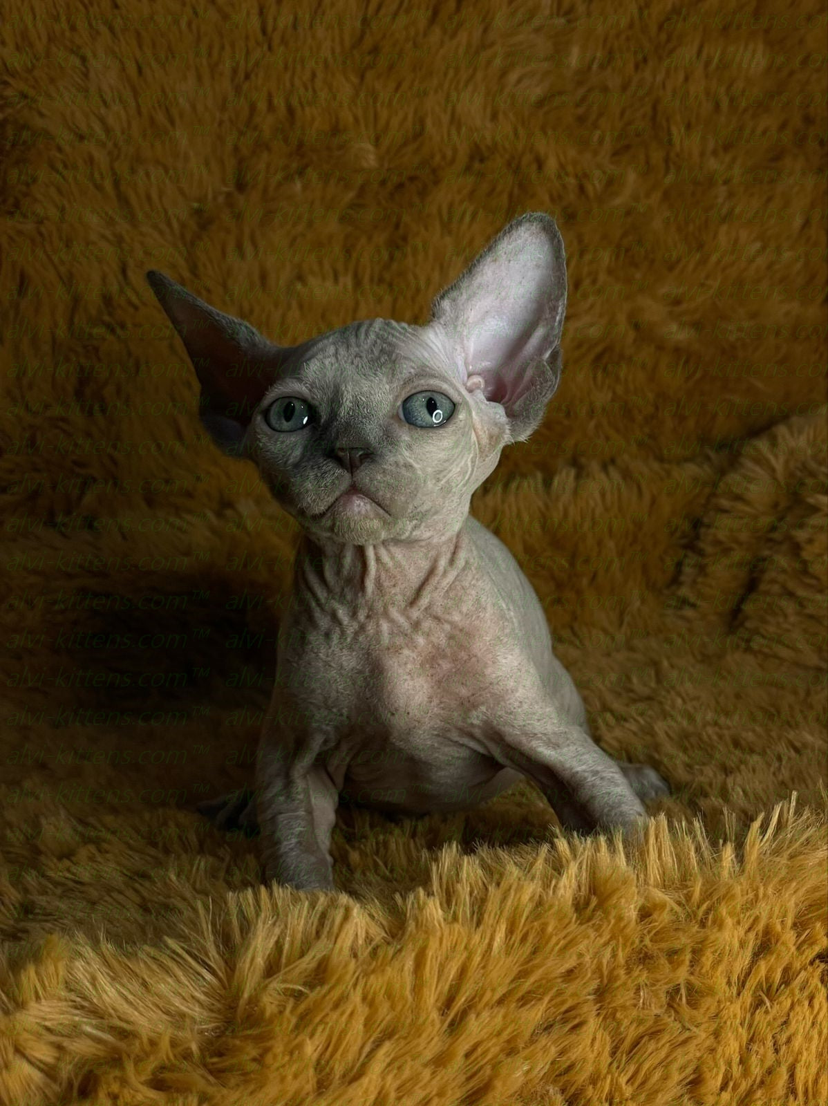 Canadian Sphynx "Diana"