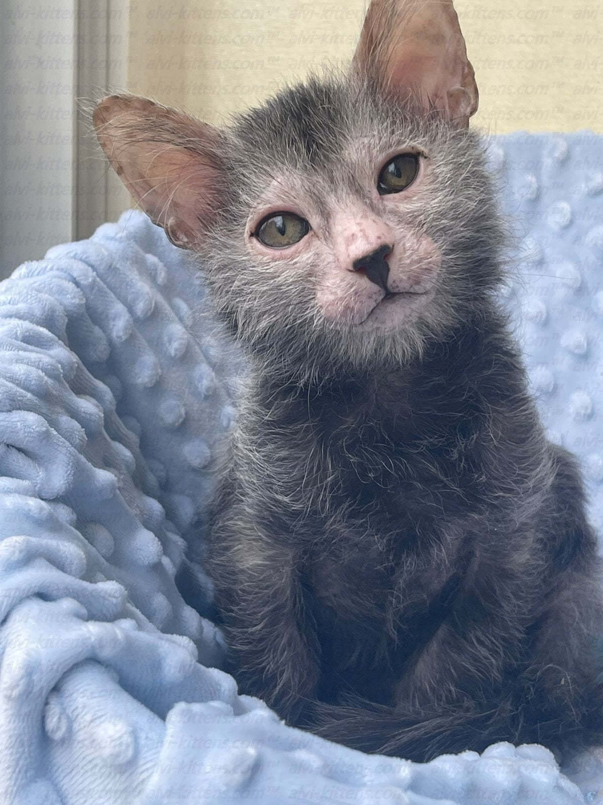 Lykoi "Lm-001j"