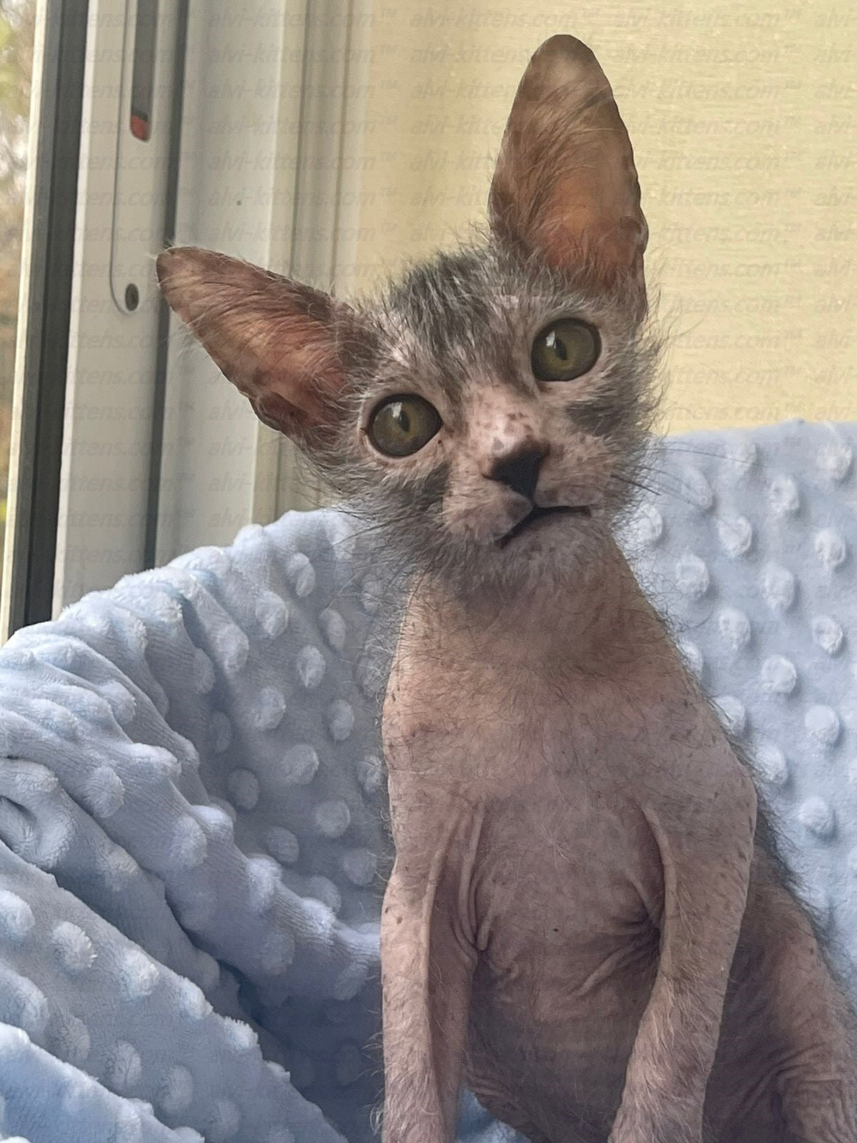 Lykoi "Lm-002g"