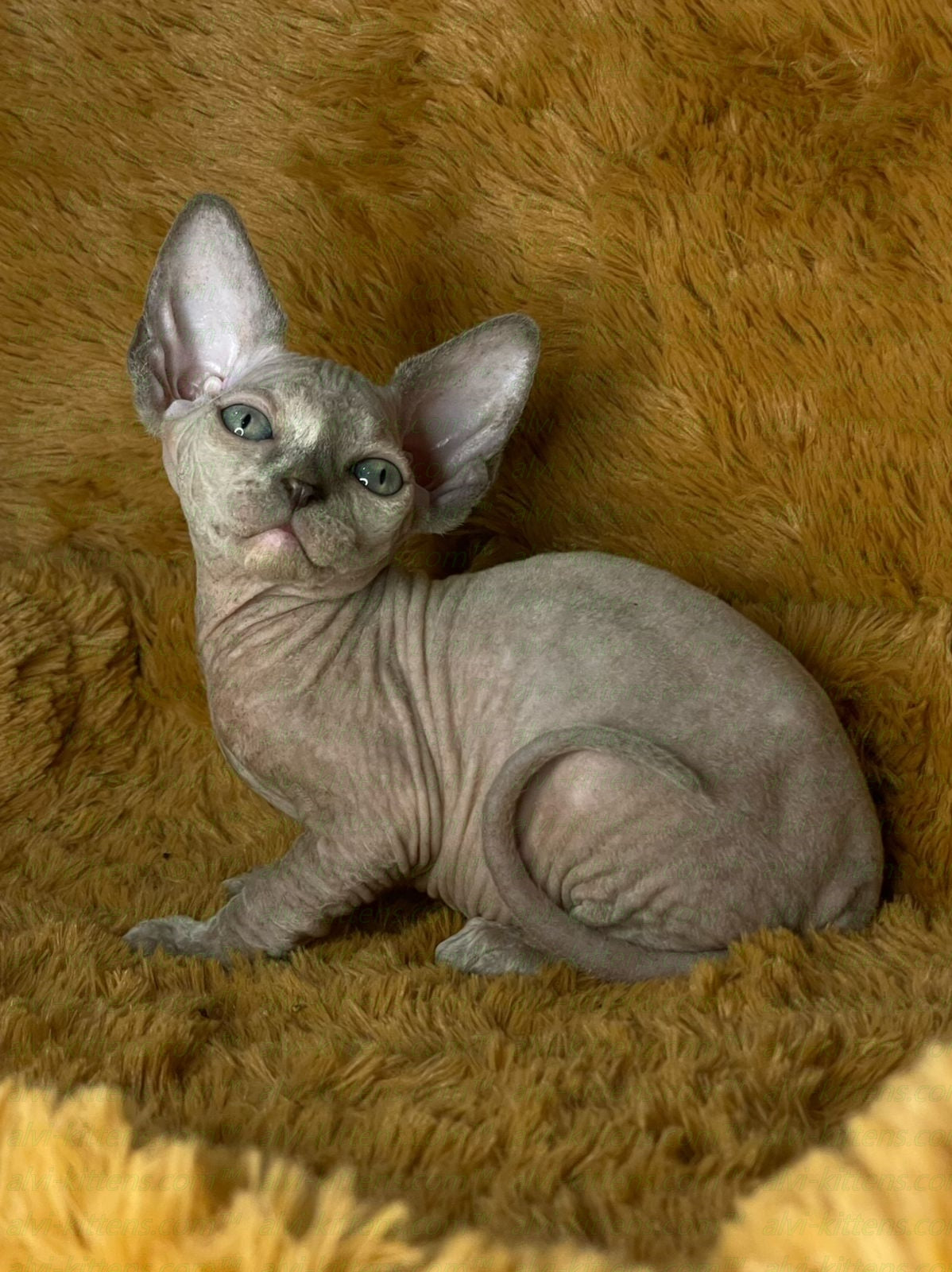 Canadian Sphynx "Diana"