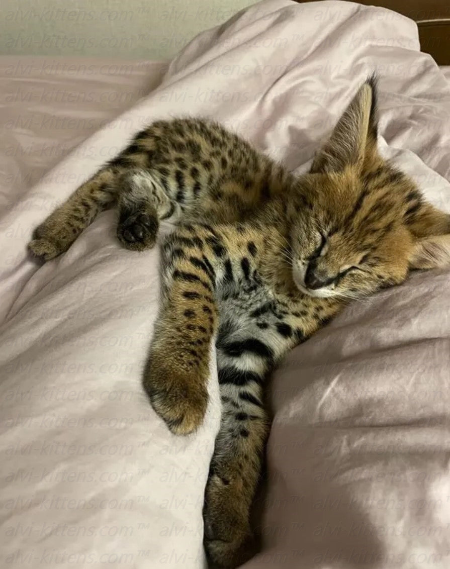 Savannah "SF-003g"