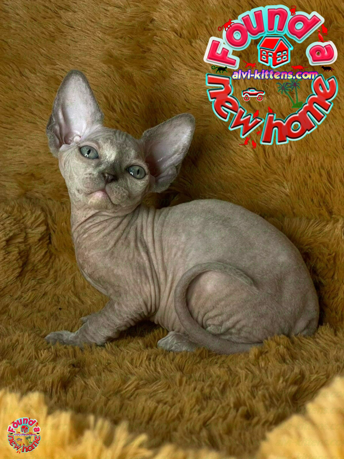 Canadian Sphynx "Diana"