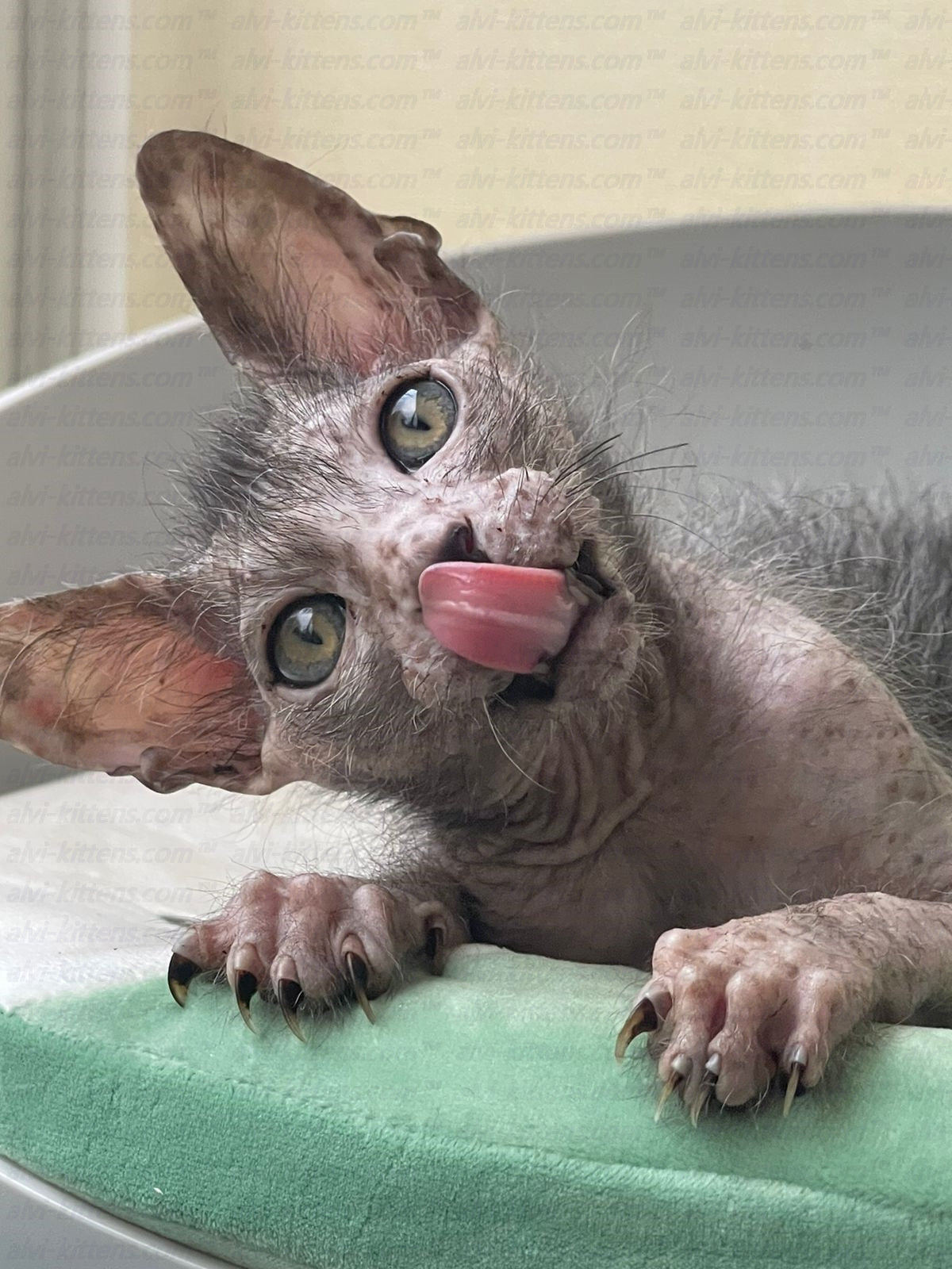 Lykoi "Lm-003z"