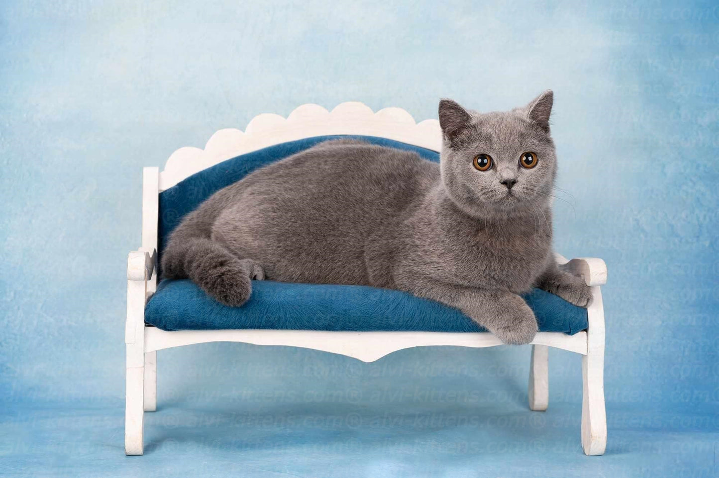 British shorthair "Qwelle"