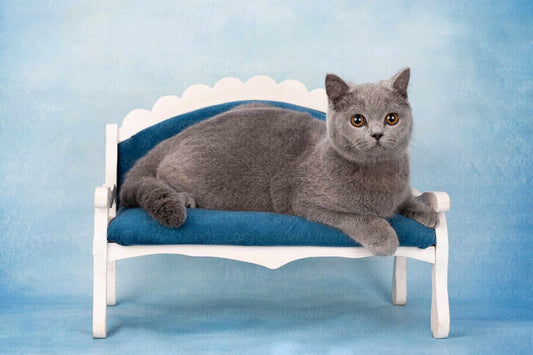 British shorthair "Qwelle"