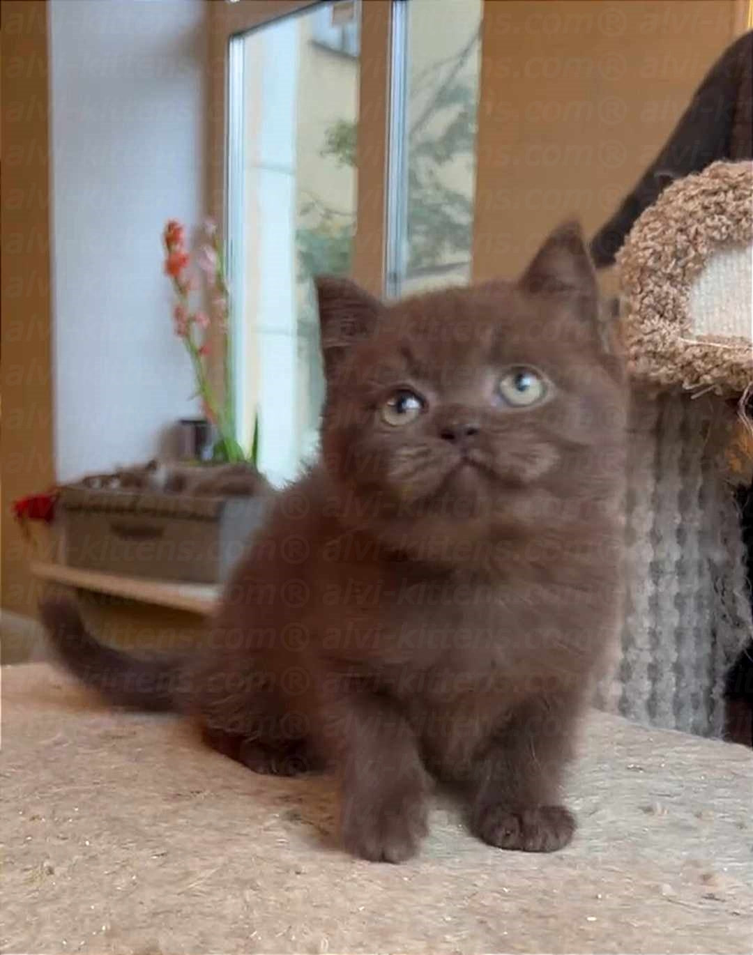 British shorthair "Tesla"