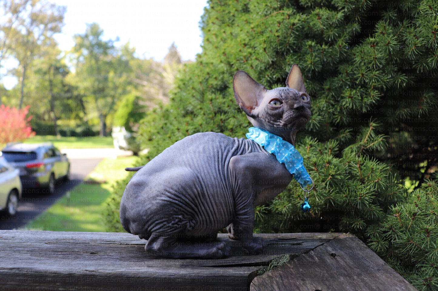 Canadian Sphynx "Baron"