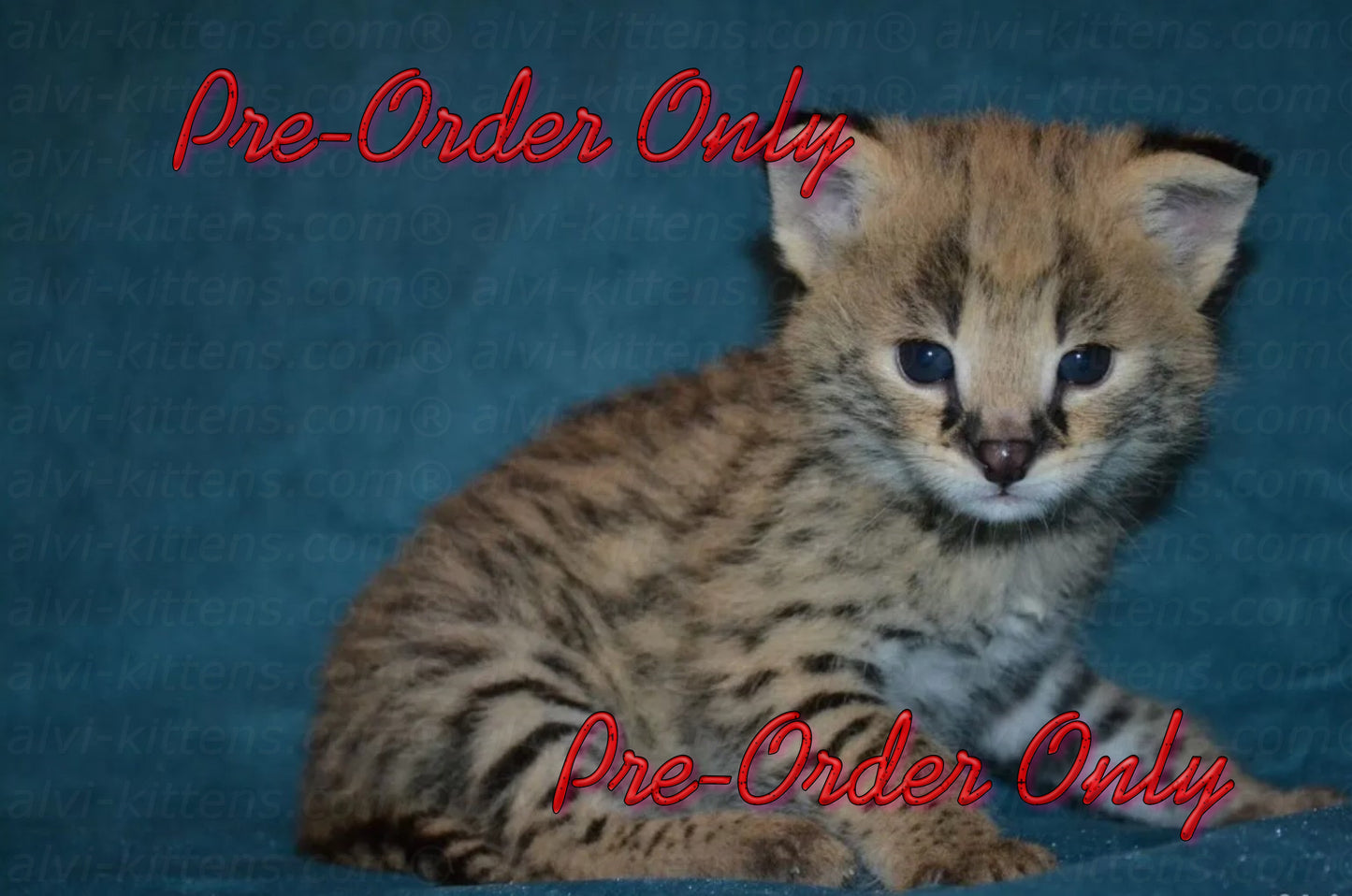 savannah kitten buy