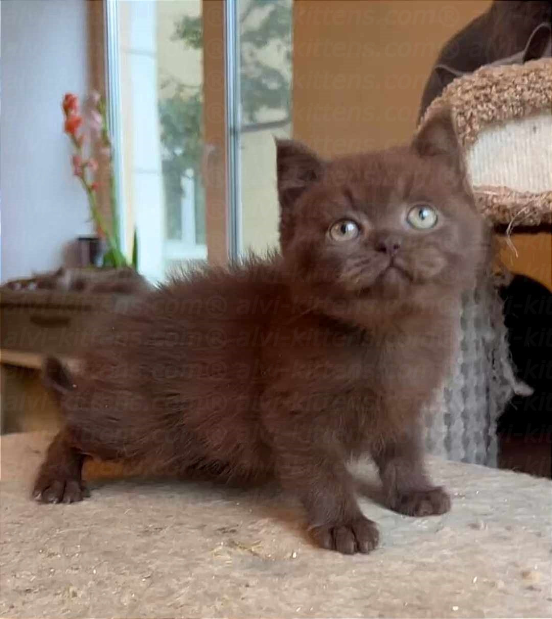 British shorthair "Tesla"