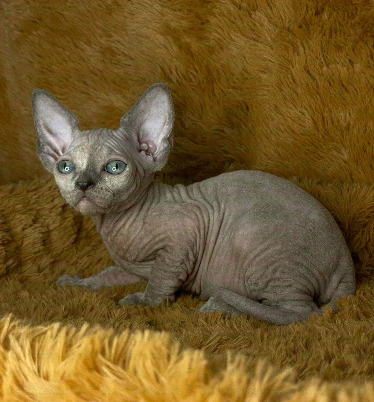 Canadian Sphynx "Diana"